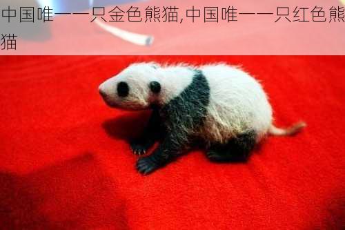 中国唯一一只金色熊猫,中国唯一一只红色熊猫-第2张图片-欣雨出游网